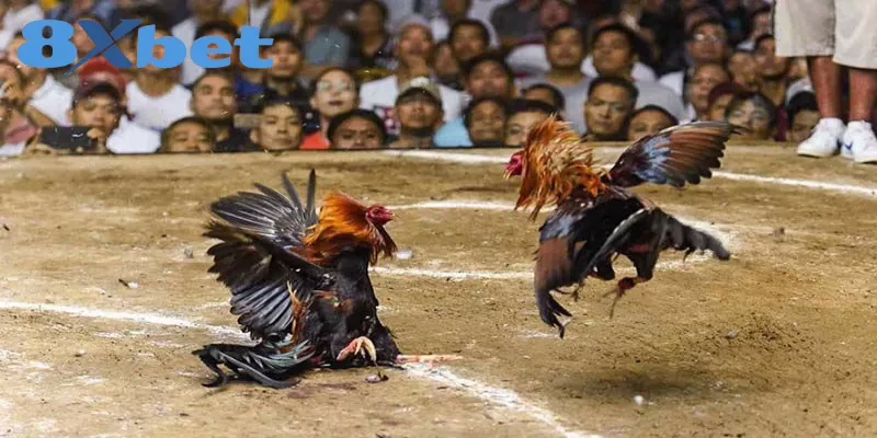 Cách Xem Trực Tiếp Kèo Đá Gà Hấp Dẫn Tại Nhà Cái 8XBET Yếu tố cần chú ý khi thực hiện soi kèo đá gà trực tiếp